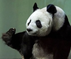 soinlovewithpandas:Tian Tian at the Edinburgh Zoo, UK, on February 2, 2015.© Edinburgh Zoo  kung fu panda