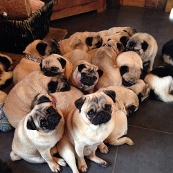 mypugobsession:  Fun fact: A group of pugs is called a grumble.  A grumble of pugs.   