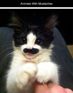 tastefullyoffensive:  Animals With Mustaches