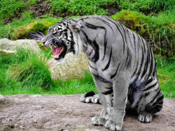 cryptid-wendigo:  The Maltese Tiger, or Blue Tiger, is a proposed color variant of tiger that has been reported around the Fujian province in China. The term Maltese comes from domestic cat colorations such as the Russian Blue. This color morph of tiger