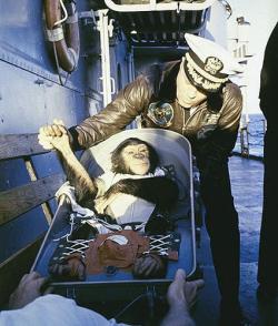 collectivehistory:  Ham the Chimp being retrieved, 1961 Ham the chimp had the pleasure of being the first hominid in space. On Jan. 31, 1961, Ham was placed in a Project Mercury capsule and launched into space.  Ham survived his historic flight and lived