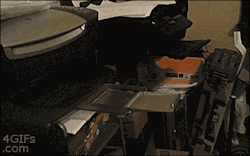 4gifs:  Cat urgently needs to send a fax [unedited]  fuuuck XD