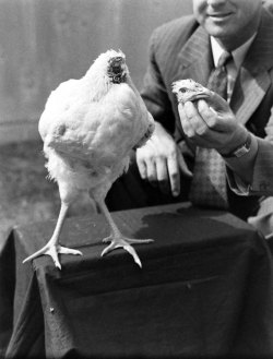 Life:  As The Headline Read In 1945, “Beheaded Chicken Lives Normally After Freak