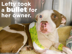 guacamolebeautyqueen:  cultofkimber:  princeburrito:  brispeak:  huffingtonpost:  THESE 16 DOGS ARE HEROES. THEY ARE ALSO PIT BULLS. Virtually every dog relishes a loving scratch behind the ears and some sweet, vocal praise. But dogs identified as pit