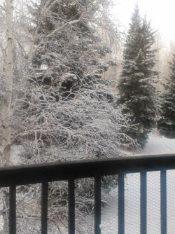 I wish I had a better camera to show you how gorgeous the birch tree outside my deck is.