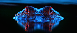 nubbsgalore:  an alligator has a tapetum lucidum at the back of each eye, which reflects light back into the photoreceptor cells to make the most of low light, and causes its eyes to glow red. photos by larry lynch and david moynahan 