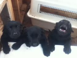 smindersonfan:  a-jeffersonstarship:  3 stages of pup. loving, sleepy and HYPER AS DICKS   AW
