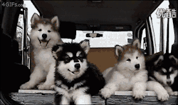 4gifs:  Springy ears. [video]  Too.fucking.cute.