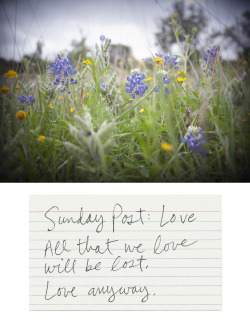 reverendbobbyanger:  reverendbobbyanger: The last days of wildflowers. Texas field. Words and Image, Reverend Bobby Anger  The first bluebonnets are blooming again here in Texas. I thought of this post from May of 2014.
