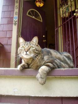 cutekittensarefun:  our trusty guard cat,