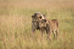 nubbsgalore:  photos by margot raggett in masai mara, who notes, “i am often very moved at the love you see in the animal world. lions in particular are so strongly bonded they show their affection to each other all the time, greeting every time they’ve