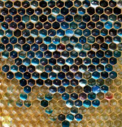 feralhoney:  Bees from France got into some
