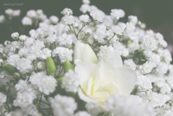 Muccycloud:  Some Pictures Of Flowers And Hair From My Sister’s Wedding, It Was