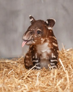 al-grave:  hkirkh:  An unusual aww but an aww nonetheless a baby tapir.  Relevant