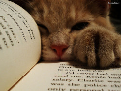 Books and Cats | via Tumblr en We Heart It. http://weheartit.com/entry/69130306/via/fangirlingallday 