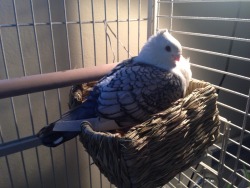 coelasquid:  He squished himself flat in his basket and I wanted to take a photo of him as an unleavened pigeon loaf, but as soon as I got the camera near him he puffed up and made himself handsome. 