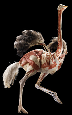 Gunther von Hagens ostrich