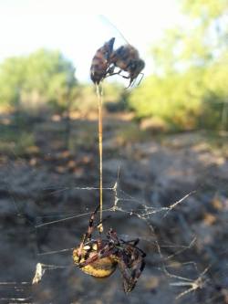 sixpenceee:  The spider catches the bee and the bee stings the spider. Both are dead, with the bee’s stinger still in the spider.  This is a great example showing why honey bees die after stinging something only once. Their stinger/venom sac are attached