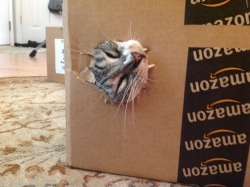 begmetocome:  catsbeaversandducks:  It’s International Box Day! Photos via BuzzFeed  because it’s a fucking box , that’s why !  XD