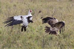 theraptorcage:  Secretary Bird fighting off a Spotted Eagle 