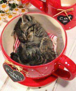 animalsincups:  &ldquo;I think you’re in the wrong cup…&rdquo;