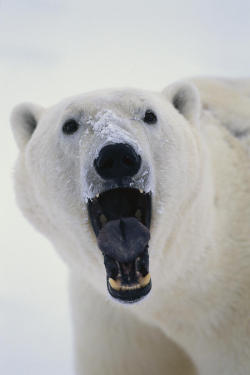 disminucion:   Polar Bear With Open Mouth