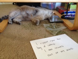 cat-shaming:  This is what I came home to