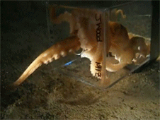 ze-witch-arteest:  cassandrashipsit:  dominawritesthings:  roseweasley7:  queensjenn:  wittyusernamed:  My buddy read an article about octopus intelligence. It was feeding time, and the handler dumped some shrimp into an octopus’ tank. Then he went