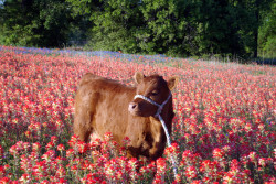dollribbons:cute little cow baby in a field of red flowers