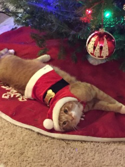 worldofthecutestcuties:  Every time he tries to climb the tree, we make him put on a Christmas outfit for 15 minutes 