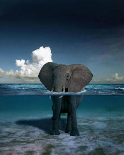 niick4:  i love elephants :3 