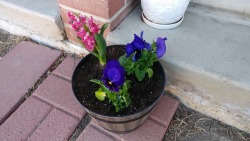 Two pansies with a pink hyacinth 🌸 they were only a dollar each