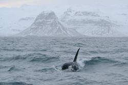 blackfishsound:  by Baldur Thorvaldsson.  Orca bull with his tall and erect dorsal fin breaks through the waves with the magnificent snow-capped Mount Kirkjufell in the background.  