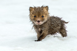 awwww-cute:Baby Fox