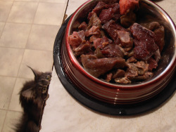 redandblackcats:  Today’s menu: beef, beef heart, lamb lung, lamb kidney, beef liver and bone meal 