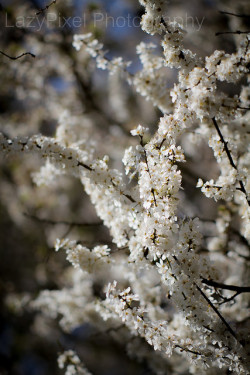 blooms-and-shrooms:Early Spring by Lazy Pixel