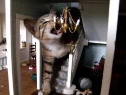 Pardonmewhileipanic:  Catsbeaversandducks:  Cats Breaking Into Doll Houses“I Hope