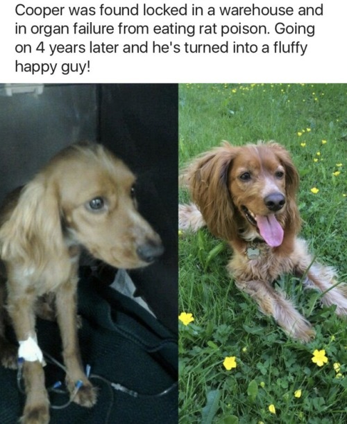 askher4: sheilikhal:  monkeysaysficus:  onyourleftbooob:  Before vs After Adoption[source]         Truthfully the most precious thing I have ever had the privilege to repost.    This makes my heart so happy. ❤️❤️❤️ 
