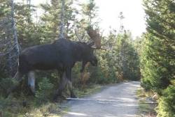 cowgirlwisdom101:  thefreckledavantgardegoober:  mysticmisfit89:  Meanwhile, in prehistoric Canada…..  No no, you don’t understand, moose really do get that big. Take it from a Canadian. I’ve seen that bullshit in person. Scary as all heck.  I can