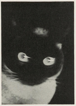 nemfrog:  Cat. Umbo. (Otto Umbehr.)  Das neue Frankfurt. March 1928.Heidelberg University