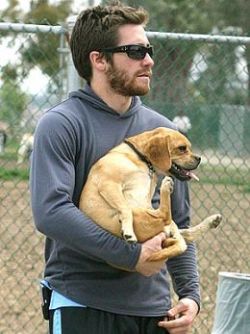 yrsyrs:  rcah:  cluts:  im the dog  when will someone teach Jake Gyllenhaal that a dog is not a grocery bag and should not be held like one    that dog is Content it does not mind