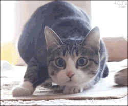 You-Wish-You-Had-This-Url:  Catp0Rn:  This Is It. This Is The Most Important Gif