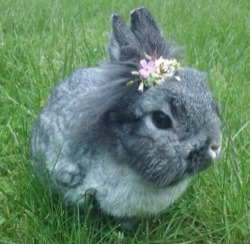 flowury:  Don’t be sad look at these pictures of small animals with flowers on their heads 
