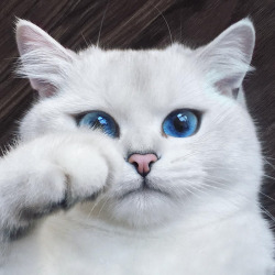 wilwheaton:  beardset:  awesome-picz:  This Cat Has The Most Beautiful Eyes Ever.  Oh my fucking god the beauty  This cat has expressed every single emotion I have ever felt. 