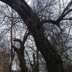#Trees #web  #Izhevsk #yesterday  #travel #Russia #city #Ижевск #street #streetphotography