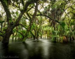 rivertrickster:  Flooded hammock at Myakka River State Park by Paul Marcellini Photography