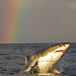 cully-bear: red-eye-radio: So I thought y'all would like this too This great white comes to the jersey shore every year and this year they named her and have been tracking her hella so this is Mary Lee and she decided to show herself under this rainbow