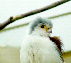 Porn photo fat-birds:  national zoo pygmy falcon. 