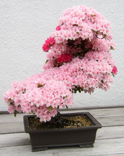 sybil-howlett:  art-tension:  The Most Beautiful Bonsai Trees Ever                                                                         Bonsai  trees are awesome. Just ask Mr Miyagi. They look beautiful, they fit in