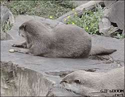 gifsboom:Otter plays with a stone. [video]